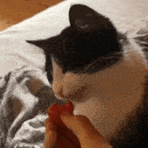 Cat Migotek GIF - Cat Migotek Cat Eating GIFs