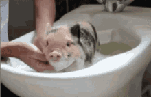 Pig Bath Pets GIF - Pig Bath Pets Animals GIFs