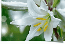 White Lily Dw White Lily GIF