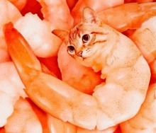 a cat is laying in a pile of shrimp and looking at the camera