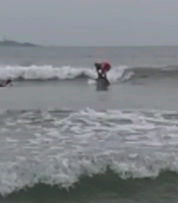 Surf GIF - Surf - Discover & Share GIFs