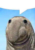 an elephant seal with a speech bubble above its head