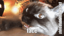 Cat Face GIF - Cat Face Face Cat GIFs