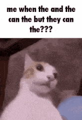 Meme Funny GIF - Meme Funny Cat GIFs