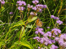 Butterfly Butterflies GIF - Butterfly Butterflies Stop Motion Animation GIFs
