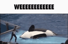 Orca Spin GIF - Orca Spin Wee GIFs