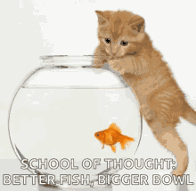 Fish Bowl GIF - Fish Bowl Cat GIFs