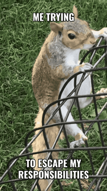 a squirrel in a cage with a caption that says me trying to escape my responsibilities