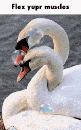 Flex Your Muscles Swans GIF