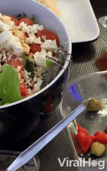 locust viralhog locust eating salad locust is hungry healthy salad