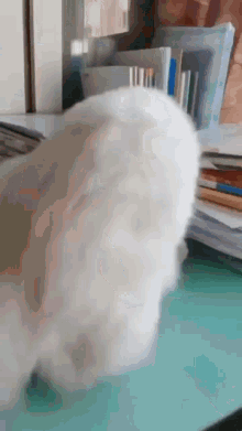 White Cat Digging GIF - White Cat Digging GIFs