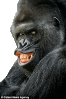 Gorilla Sticker