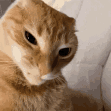 Cat Feline GIF - Cat Feline GIFs