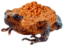 frog funny funny frog photoshop bean