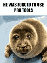 Pro Tools Pro Tools Bad GIF - Pro Tools Pro Tools Bad Seal GIFs