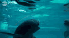 Sea Soccer GIF - Porpoises Play Rings GIFs