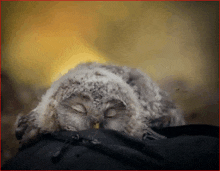 Sleepy Cute GIF - Sleepy Cute Owl GIFs