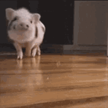 Pig Piglet GIF - Pig Piglet Pet GIFs