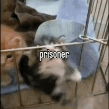 Prisoner Cat GIF - Prisoner Cat GIFs