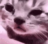 a close up of a cat 's face laying on a bed .