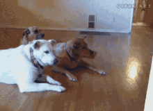 Social Distance Dogs GIF - Social Distance Dogs Pet GIFs