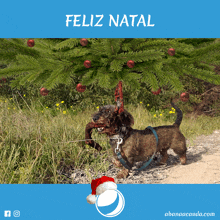 a dachshund wearing a santa hat is standing in front of a christmas tree with the words feliz natal above it