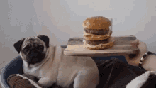 Pug Burger GIF - Pug Burger Hamburger GIFs