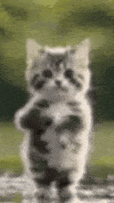 a kitten is standing on its hind legs on a rock .