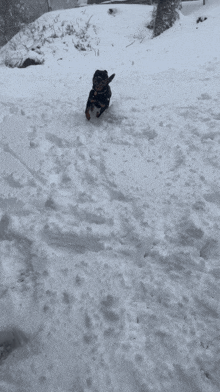 Snow Snow Day GIF - Snow Snow Day Rottweiler GIFs