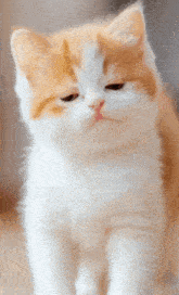a close up of an orange and white cat