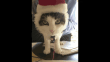 Merry Christmas Cat GIF - Merry Christmas Cat Kitty Lou GIFs