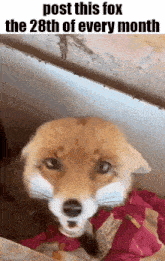a picture of a fox with the words post this fox the 28th of every month