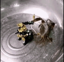crab crabs fight fighting duel