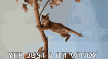 Windy Cat GIF - Windy Cat Kitten GIFs