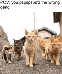 a group of cats are walking down a street with the caption " pov : you pspsps 'd the wrong gang "