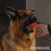 Giving The Ball Rex GIF - Giving The Ball Rex Diesel Vom Burgimwald GIFs