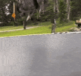 a dog is jumping on a trampoline while a man looks on