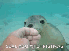 Seal Friendly GIF - Seal Friendly Kiss GIFs