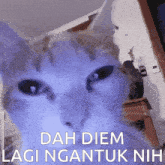a close up of a cat 's face with the words dah diem lagi ngantuk nih above it
