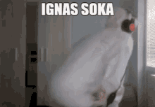 Ignas Soka Ignas GIF - Ignas Soka Ignas Soka GIFs