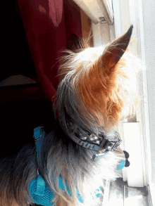 Puppy Looking Outside GIF - Puppy Looking Outside Looking Through Thewindow GIFs