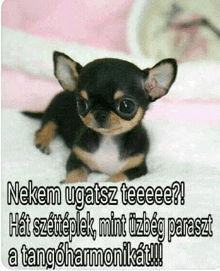 a small black and brown chihuahua puppy is laying on a bed with a caption in a foreign language
