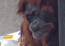 a close up of a monkey 's face with a yellow label on it that says ' a ' on it