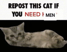 Repost Cat If Need Chillen Men GIF