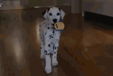 Dalmatian Dog GIF - Dalmatian Dog Puppy GIFs