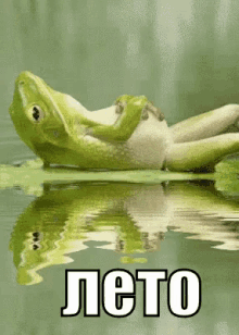 лягушка лето отдых озеро отдыхаю отпуск каникулы GIF - Frog Summer Relax GIFs