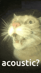 Acoustic Dumb GIF - Acoustic Dumb Funny Cat GIFs