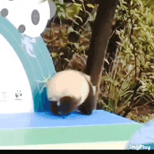 Panda Panda Fall GIF - Panda Panda Fall Panda Hiding GIFs