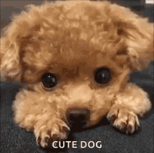 puppy dog cute head tilt