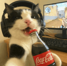 a black and white cat is holding a bottle of coca cola